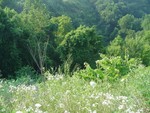 A view from the Deals Gap Overlook.